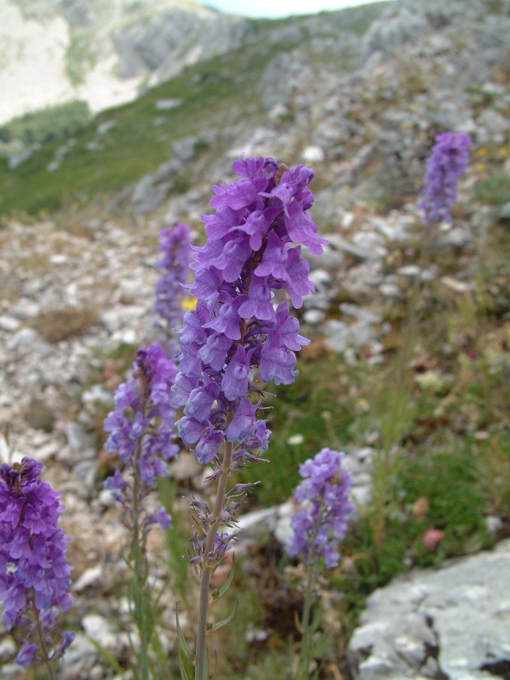 Linaria purpurea / Linaria purpurea